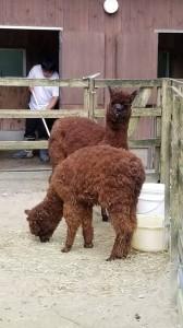 0ad0a531-30f9-4f81-8bed-5653d8313d8a