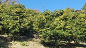 microsoftteams-image (117)