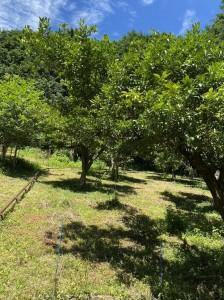 microsoftteams-image