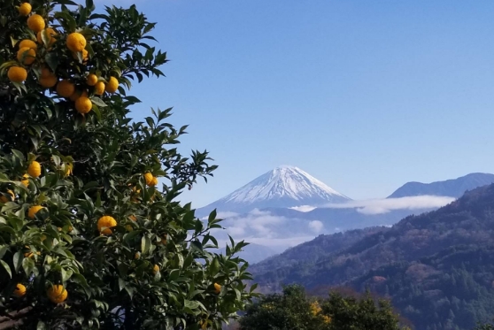 地元の農業を守る取り組み
